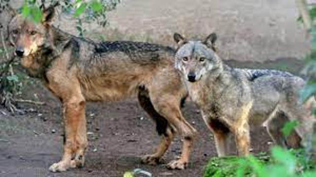Avvistamento lupi a Piandiscò: i comportamenti da seguire