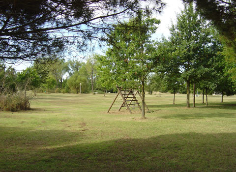 Rinnovo del patrimonio arboreo in alcuni parchi comunali